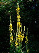 Großblütige Königskerze (Verbascum densiflorum)