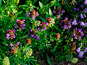 Großblütige Braunelle, Große Braunelle (Prunella grandiflora)