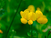 Hornklee (Lotus corniculatus)