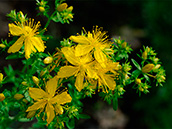 Echtes Johanniskraut (Hypericum perforatum)