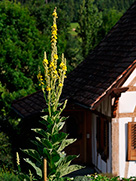 Kleinblütige Königskerze (Verbascum thapsus)