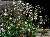 Kriechendes  Gipskraut (Gypsophila repens)