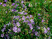 Nesselblättrige Glockenblume (Campanula trachelium)