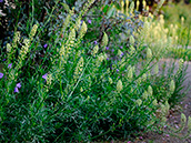 Gelbe Wau (Reseda lutea)