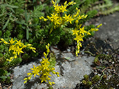 Scharfer Mauerpfeffer (Sedum acre),  Juni-Augus