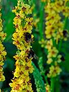 Schwarze Königskerze (Verbascum nigrum)