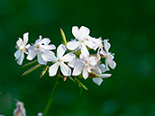 Gewöhnliches Seifenkraut (Saponaria officinalis)