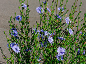 Wegwarte (Cichorium intybus)