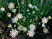 Wilde Möhre (Daucus carota)