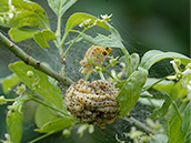 Pfaffenhütchen-Gespinstmotte (Yponomeuta cagnagella)