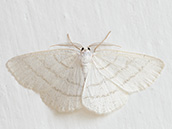 Weißstirn-Weißspanner (Cabera pusaria)