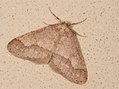 Rötlichgelb und mehr oder weniger dicht bräunlich bestäubte Vorderflügel mitdunklerem Band