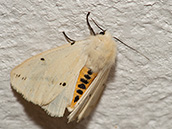  gelbe Vorderflügel, auf denen eine sehr variable, schräg angeordnete Reihe von schwarzen Punkten sichtbar ist. Ihr Körper ist schwarz und gelb geringelt.