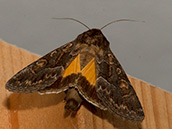 Brauner Falter mit hellbrauner und weisser Zeichnung auf den Vorderflügeln und hellgelben Hinterflügeln