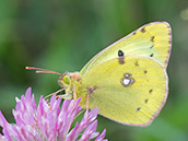 Gelber Falter mit feinen, roten Flügelrändern und div. schwarzen Flecken