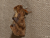 Brauner Falter mit feinen Zackenstrichen auf den Vorderflügeln, schwarzem Zahn auf dem Rücken und Höcker hinter dem Kopf. Die Hinterflügel sind hell. 