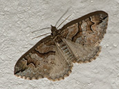 Flügel grau-braun, Vorderflügel mit dunkelbraunen und schwarzen Querbändern