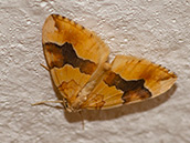  ockergelbe Vorderflügel, deren mittleres Drittel von einer breiten rostbraunen bis violettgrauen Binde durchzogen ist. Die Hinterlügel sind einfarbig weißlichgelb.