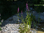 Violettrote Blüten