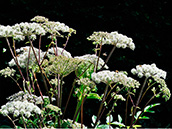 Wald-Engelwurz (Angelica sylvestris)