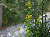 Blütenstände mit vielen gelben Blüten