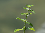 Kleine, weisse, quirblütig angeordnete Blüten