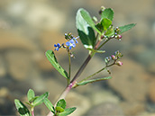 Staude mit fleischigen blättern und kleinen, blauen Blütchen