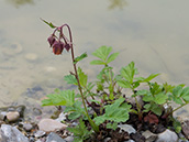 rotbraune hängende Glöckchen, Blattrosette