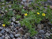 Pflanze kriechend Blüten gelb