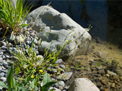 Kleine, gelbe Blüten