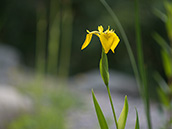 Leuchtend gelbe irisblüten, schwertförmige Blätter