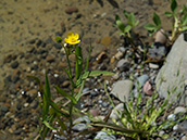 Leuchtend gelbe Hahnenfuss-Blüten