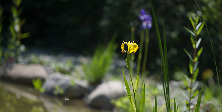 Gelbe Sumpfschwertlilie und blaue Iris