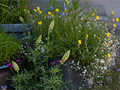 Buntes Wildblumenarrangement