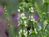 hellgelbe Blüten