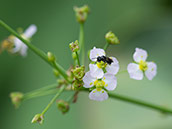 Kleine, weisse Blüten