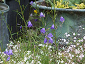 kleine, ausdauern blühende Glockenblumen