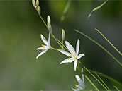 Weisse, zierliche Lilien