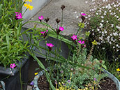 leuchtend karminrote Blüten