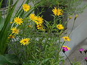 leuchtend gelbe, asternartige Blüten