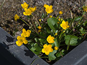 Dottergelbe blüten im Frühling