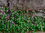 Zimbelkraut (Cymbalaria muralis),  April-Oktober,  5-20cm,  