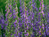 Acker-Glockenblume (Campanula rapunculoides) , Juni - Oktober