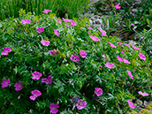 Blut-Storchschnabel (Geranium sanguineum), Mai-Oktober