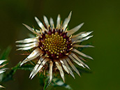 Golddistel (Carlina vulgaris), Juli-September