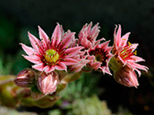 Dach-Hauswurz (Sempervivum tectorum),  Juli-August