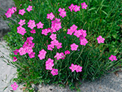 Heide-Nelke (Dianthus deltoides) Juni bis August