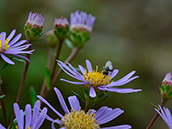 Berg-Aster (Aster amellus), auch Kalk-Aster