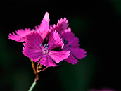 Kartäusernelke (Dianthus carthusianorum), Juni-September