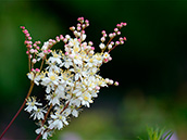 Knollige Spierstaude (Filipendula vulgaris), Mai-Juni